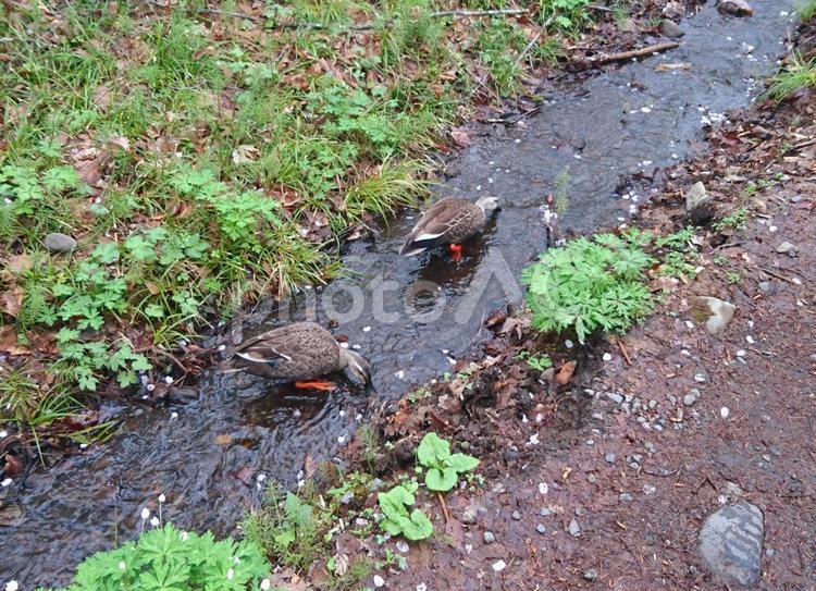 可愛いカモたちの探索 カモ,鴨,鳥の写真素材