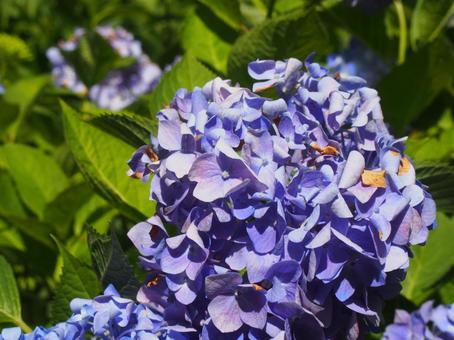 紫陽花 紫陽花の写真