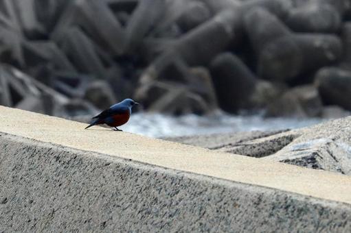 防波堤の上に薄くしいイソヒヨドリのオスの写真