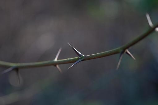 棘 棘,鋭い,痛いの写真素材