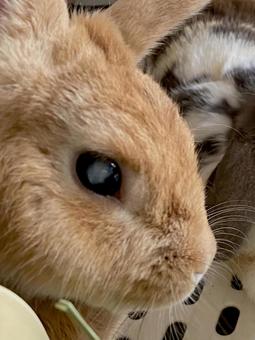 ウサギ ウサギの写真