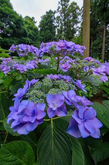 紫陽花 紫陽花の写真