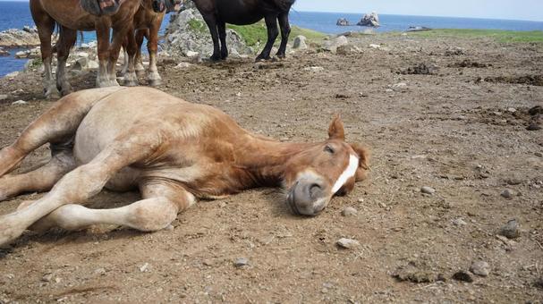 土の上で寝転ぶ仔馬 土の上で寝転ぶ仔馬 馬,仔馬,動物の写真素材