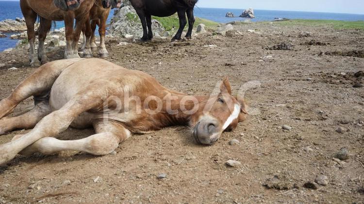 土の上で寝転ぶ仔馬 馬,仔馬,動物の写真素材