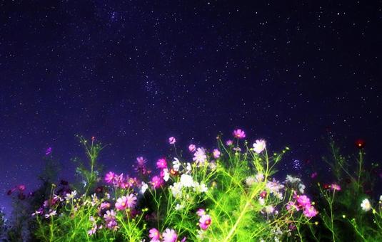 秋の星空と秋桜の花 秋の星空と秋桜の花 星空,秋桜,秋の写真素材