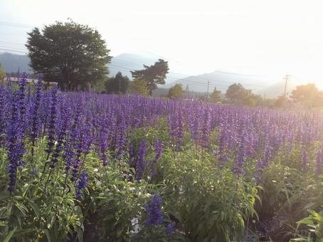 花 ラベンダー 朝 花 ラベンダー 朝の写真