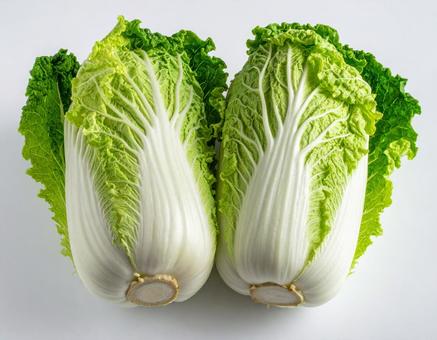 白菜 白菜の写真