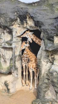 キリンの家族 キリン,動物園,家族の写真素材