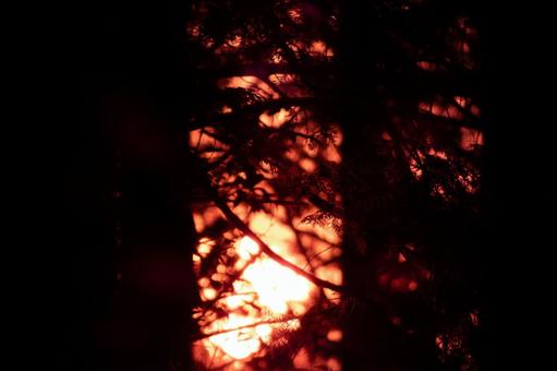 The forest gate beckoned by the twilight, JPG