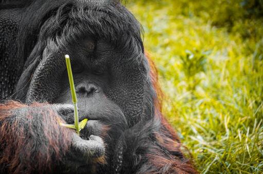 草を食べるオランウータン オランウータン,類人猿,霊長類の写真素材