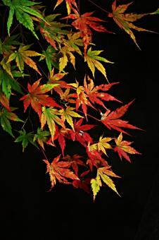 Photo, autumn leaves, colorful, autumn, 