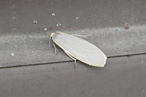 Photo, hi trigger, insect, creatures, 