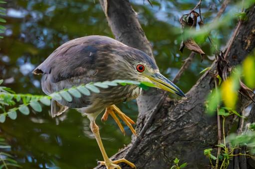 ホシゴイ(40) ホシゴイ(40) 野鳥,ホシゴイ,若鳥の写真素材