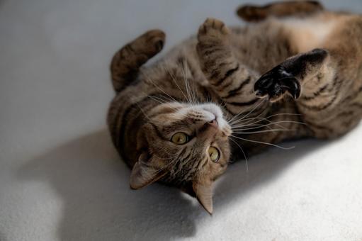 仰向けでくつろぐ猫 仰向けでくつろぐ猫の写真