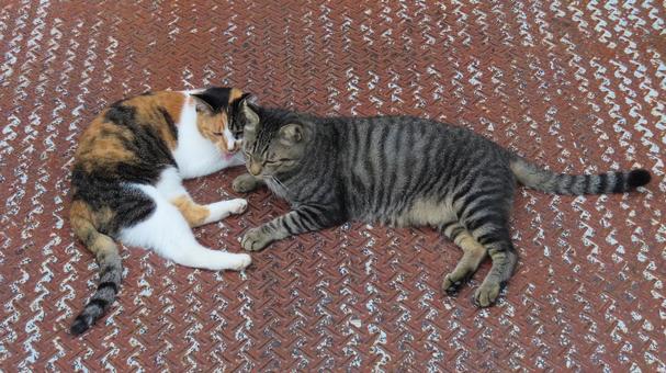 ラブラブでもふもふな三毛猫たちの夕涼み ラブラブでもふもふな三毛猫たちの夕涼み 三毛猫,猫,キジトラの写真素材