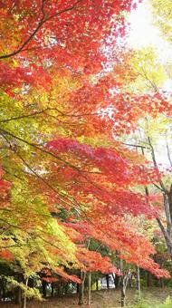 紅葉-1318 紅葉,モミジ,赤の写真素材