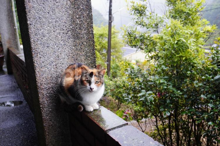 こちらを見つめる美猫 猫,野良猫,ニャンコの写真素材