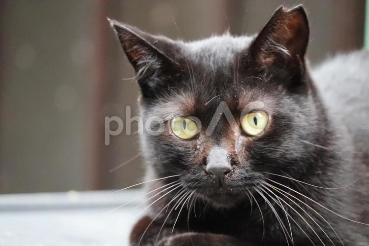 見つめる黒猫 黒猫,猫,黒いの写真素材