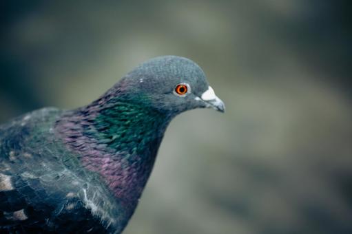 Film-style profile of a pigeon, JPG Film-style profile of a pigeon, JPG
