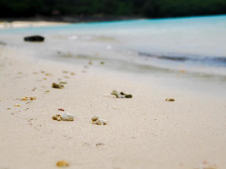 宮古島 パイナガマビーチ貝殻 宮古島 パイナガマビーチ貝殻 夏,海,宮古島の写真素材