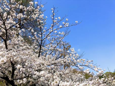 Inokashira Park Cherry blossoms in full bloom, JPG