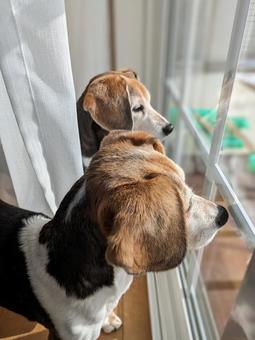 外を眺めるビーグル姉妹 外を眺めるビーグル姉妹 犬,ビーグル,癒しの写真素材