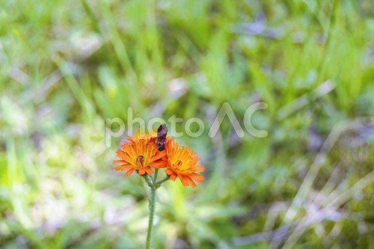 【北海道】　道端に咲く一輪の花 自然,花,緑の写真素材
