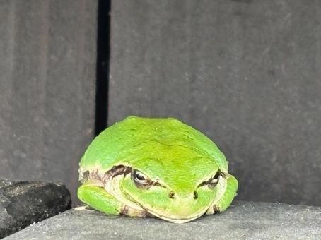 アマガエルの写真