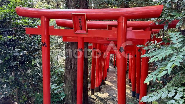 森林の中の鳥居 白笹稲荷神社,神社,鳥居の写真素材