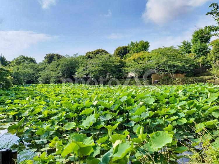 鎌倉鶴岡八幡宮　源氏池に茂る蓮　六月 鶴岡八幡宮,蓮,源氏池の写真素材