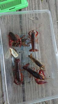 ザリガニ捕獲 ザリガニ,捕獲,甲殻類の写真素材