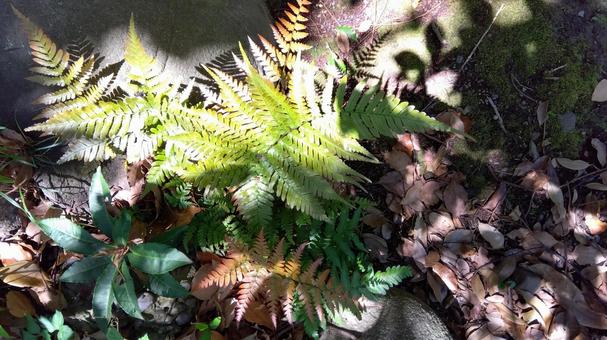 Photo, light and shadow, light, shadow, 