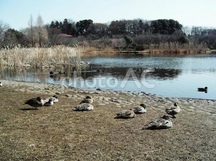 池の端でひなたぼっこの鴨たち カモ,かも,日向ぼっこの写真素材