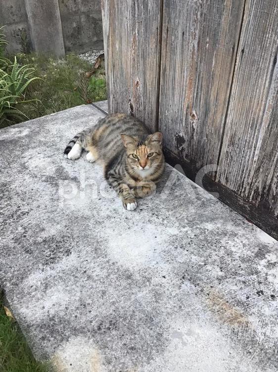 野良猫の待ち伏せ 生き物,動物,猫の写真素材