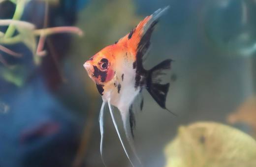 天使と悪魔の名前を持つ 天使と悪魔の名前を持つ 生き物,風景,魚の写真素材