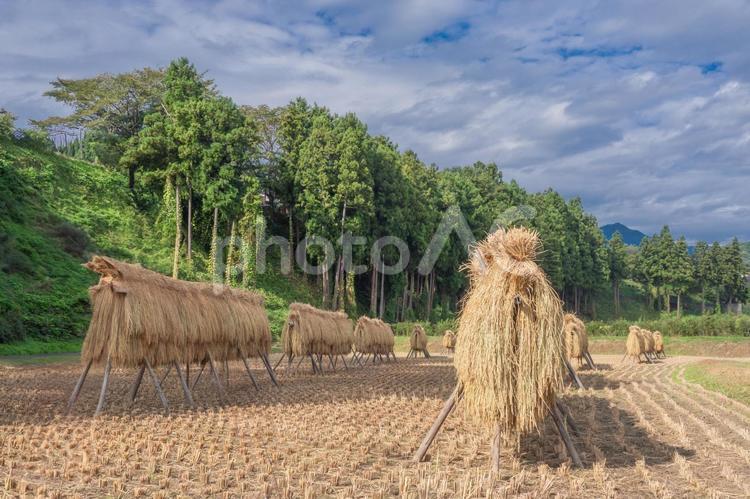 昔ながらのはさがけをしている風景 稲架掛け,循環型農業,天日干しの写真素材