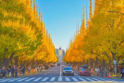 明治神宮外苑 いちょう並木 神宮外苑,イチョウ並木,東京の写真素材