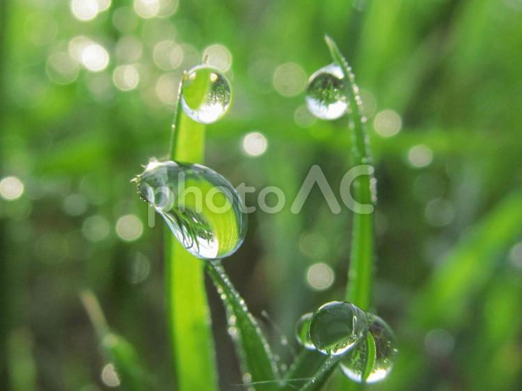 水滴と緑葉と朝の光Water drops 水滴,すいてき,waterの写真素材