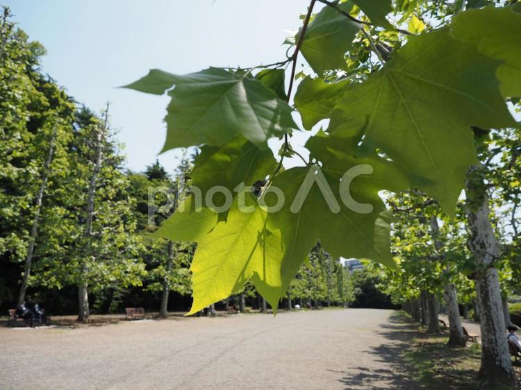 緑の広場　春・夏のイメージ 憩い,木陰,癒やしの写真素材