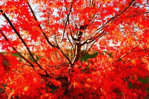 真っ赤な紅葉を捉えて。 秋,紅葉,楓の写真素材