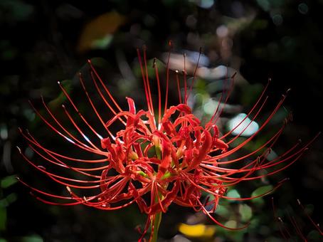 赤い彼岸花の写真