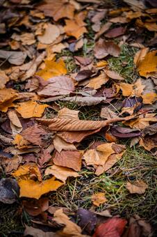 秋の落葉 北海道,北,札幌市の写真素材