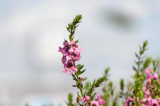 アンゲロニアのピンクの花穂 アンゲロニア,花,ピンクの写真素材