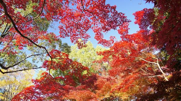 紅葉-1338 紅葉,モミジ,赤の写真素材