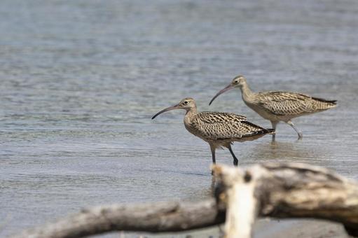 ホウロクシギ 若 ホウロクシギ 若 ホウロクシギ,若鳥,野鳥の写真素材