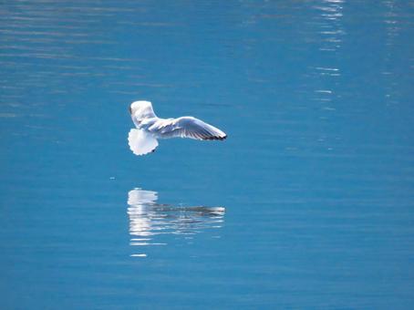着水しようとするユリカモメ 着水しようとするユリカモメ ユリカモメ,百合鴎,鳥の写真素材