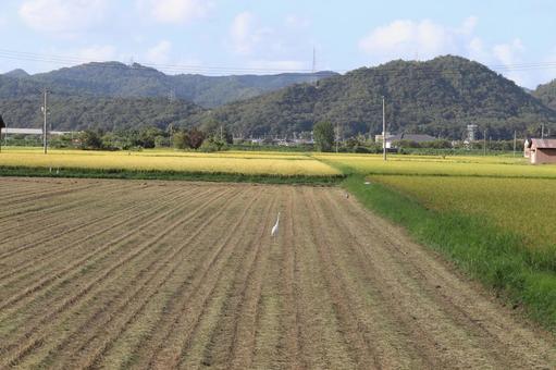 広々とした刈り入れ後の田圃を歩くダイサギ 広々とした刈り入れ後の田圃を歩くダイサギ ダイサギ,シロサギ,田圃の写真素材