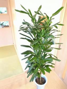 大型観葉植物 グローカル 10号鉢 大型観葉植物 グローカル 10号鉢 大型観葉植物,グローカル,観葉植物の写真素材