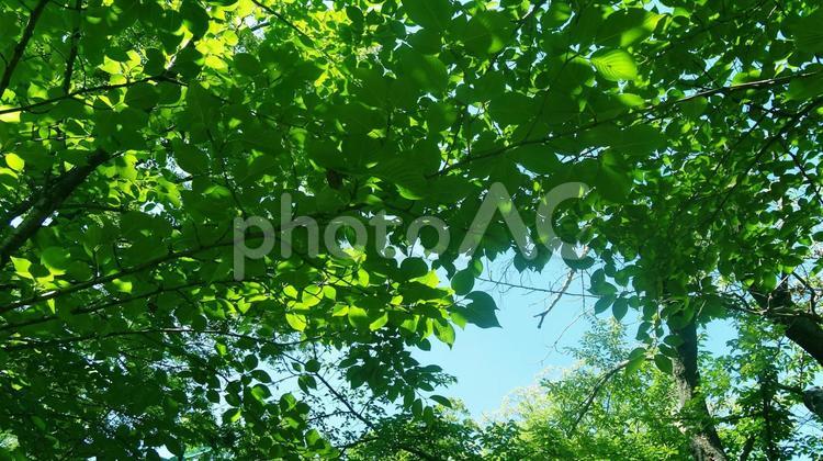 夏の日　樹木 緑,森林,樹木の写真素材