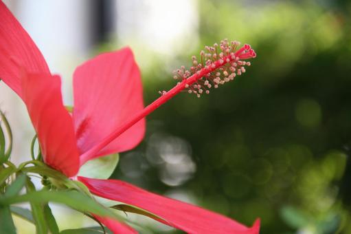 モミジアオイ・紅葉葵 クローズアップ モミジアオイ・紅葉葵 クローズアップの写真